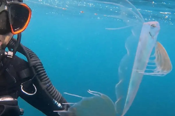 pez de las profundidades