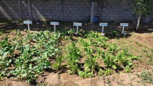 Gobierno de Sonora impulsa huerto comunitario en CEDAM Cajeme