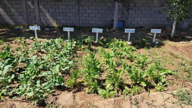 Gobierno impulsa huerto comunitario en CEDAM Cajeme (1)