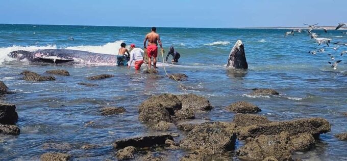 Muere ballena tras encallar en playa de Sinaloa