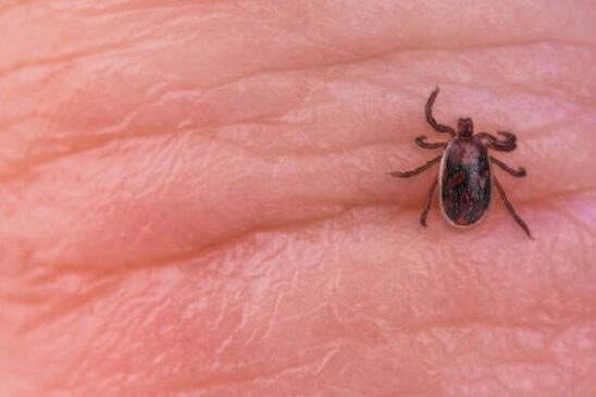 garrapata ricketsia