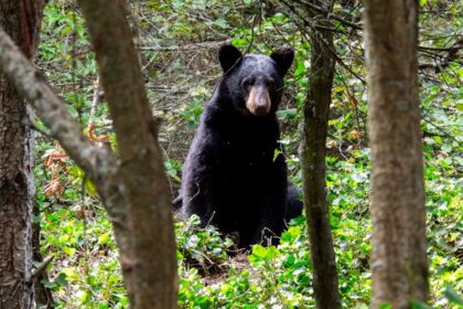 Grupo Bimbo y  SEMARNAT firman convenio para fortalecer  conservación del oso negro mexicano