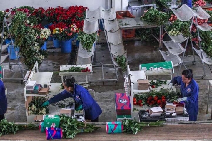 AGRICULTURA_AUMENTA_PRODUCCIO_N_DE_FLORES_ORNAMENTALES-6 (1)