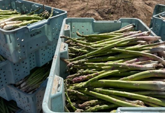 Consolida Gobierno de Sonora liderazgo nacional en producción agroalimentaria (1)