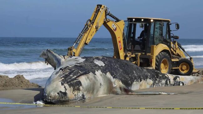 ballena muere por mordida de tiburón y será enterrada por autoridades (1)