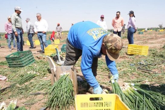 trabajadores agrícolas campo sonora