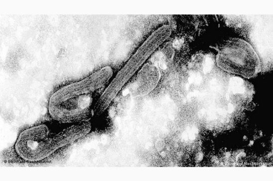 virus marburgo