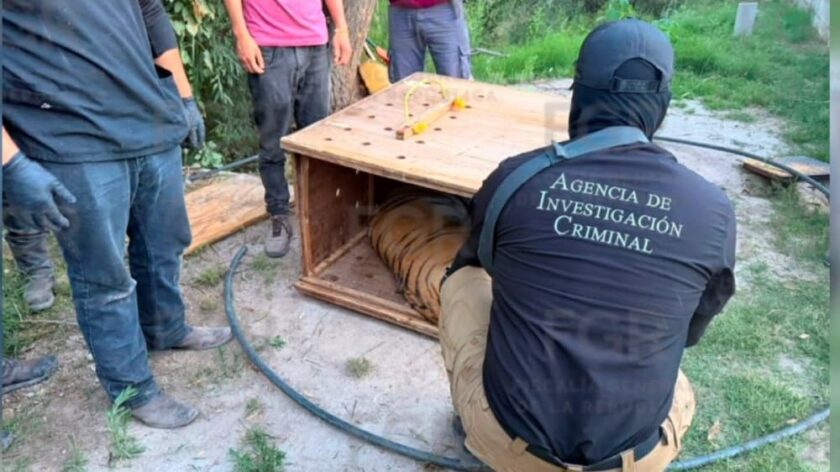 Asegura FGR tigres de bengala, un ocelote y decenas de equinos durante cateo en Durango.. (1)