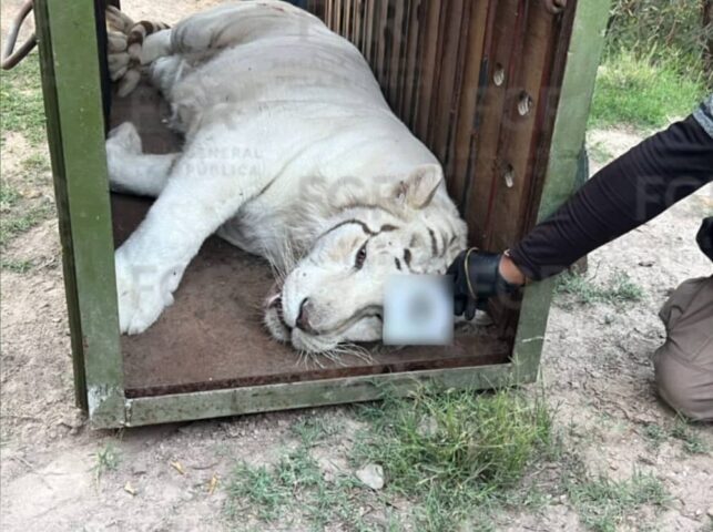 Asegura FGR tigres de bengala, un ocelote y decenas de equinos durante cateo en Durango. (1)