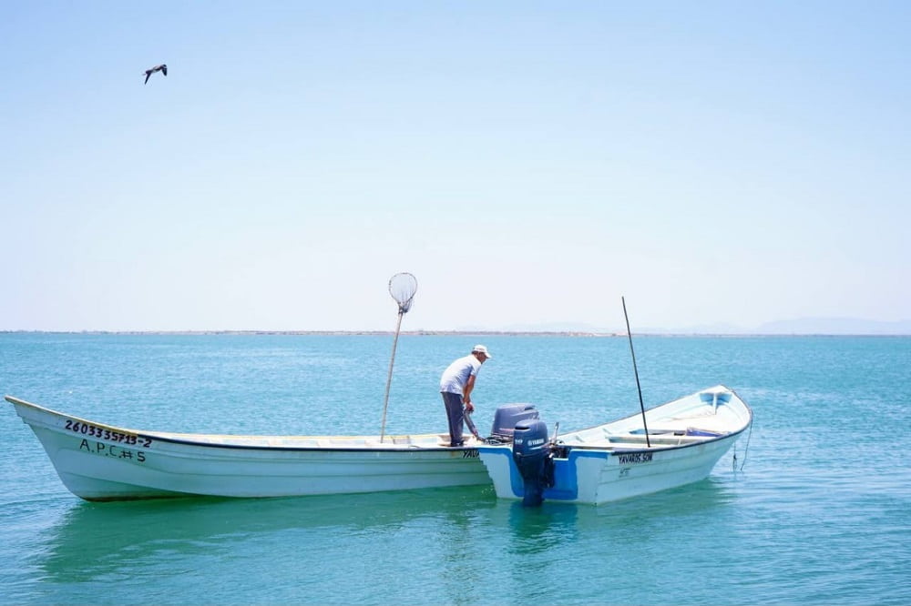 Impulsa Gobernador Durazo nuevo modelo para fortalecer la pesca1. (1)
