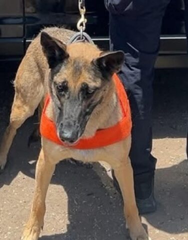 Unidad K-9 de la PESP fortalece acciones de seguridad en Hermosillo (1)