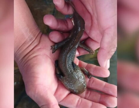 gobierno-de-michoacan-libera-mil-achoques-y-40-mil-peces-blancos-para-rescatar-el-lago-de-patzcuaro