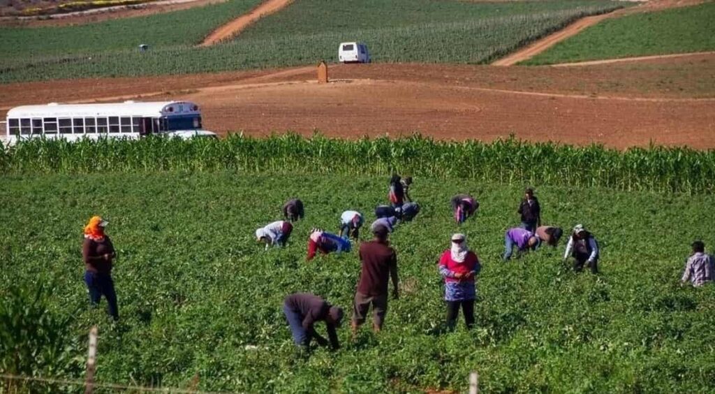 gobierno-entregara-40-mil-pesos-a-36-mil-familias-jornaleras-de-san-quintin