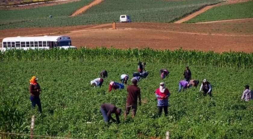 gobierno-entregara-40-mil-pesos-a-36-mil-familias-jornaleras-de-san-quintin