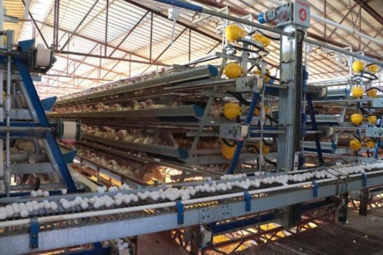 productura de huevo