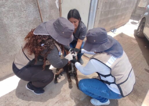 Destaca Salud Sonora acciones para prevenir la fiebre manchada. (1)