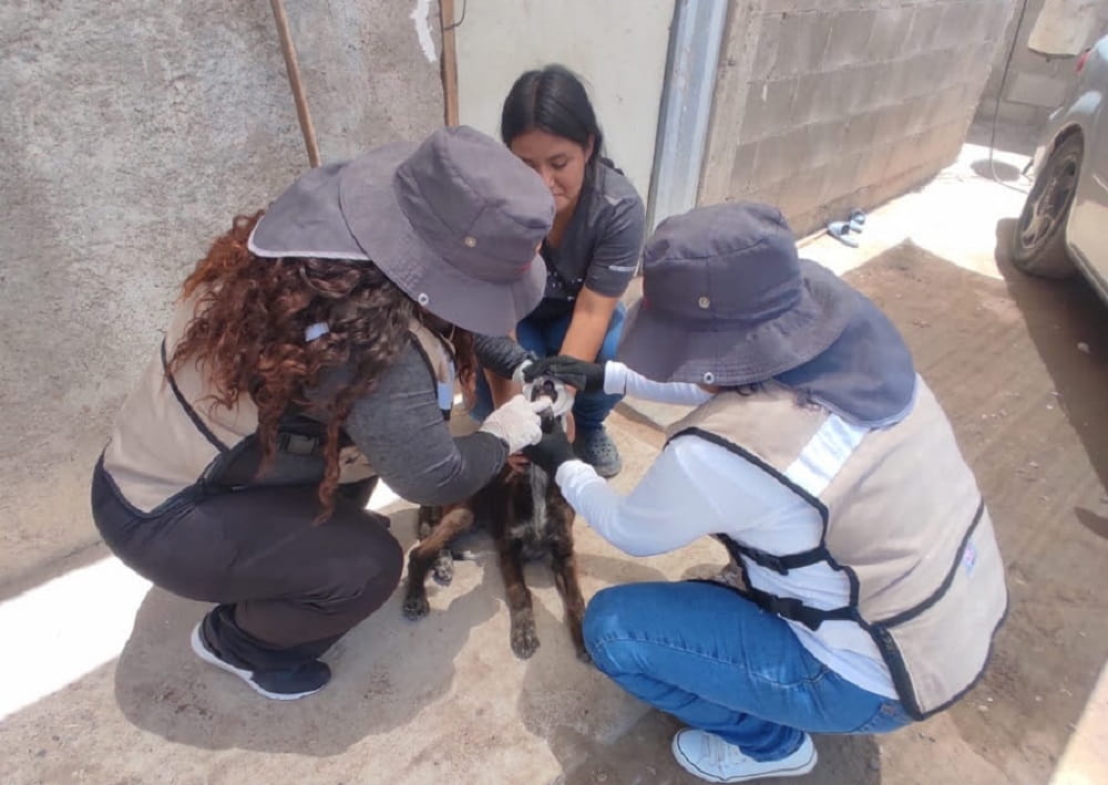 Destaca Salud Sonora acciones para prevenir la fiebre manchada. (1)