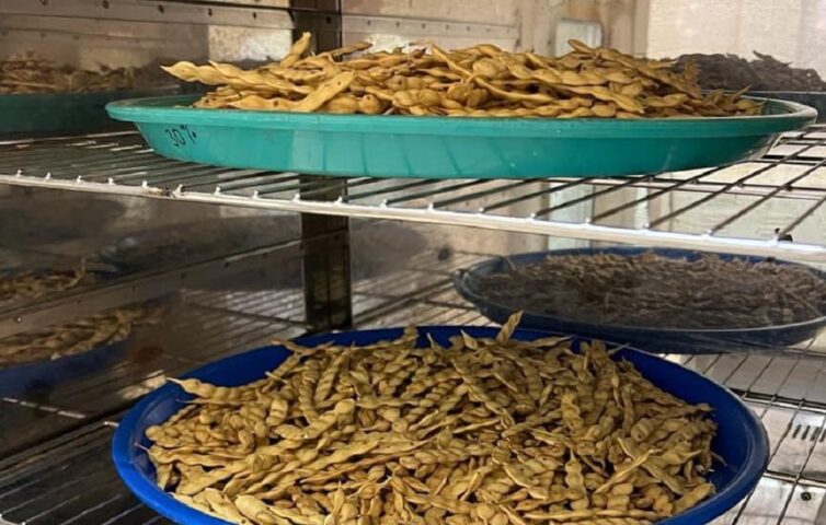 Investigador de la UES busca desarrollar empaques biodegradables antimicrobianos. (1)