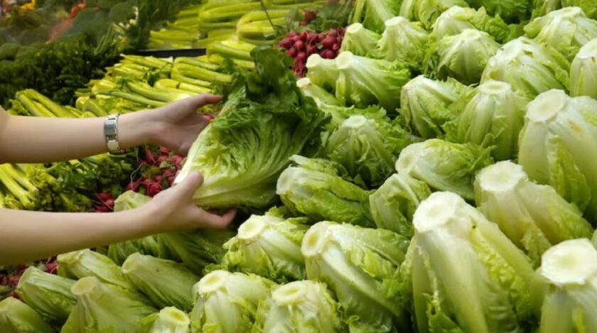 Lechuga (1)