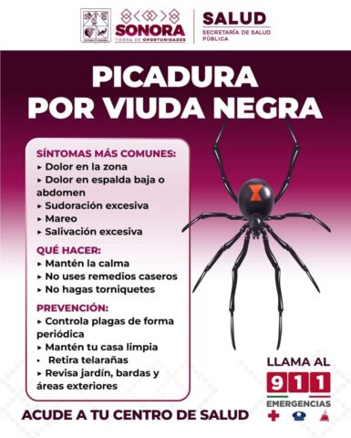 Llama Salud Sonora a evitar remedios caseros ante picaduras de arañas . (2)