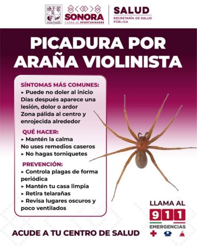 Llama Salud Sonora a evitar remedios caseros ante picaduras de arañas (2)