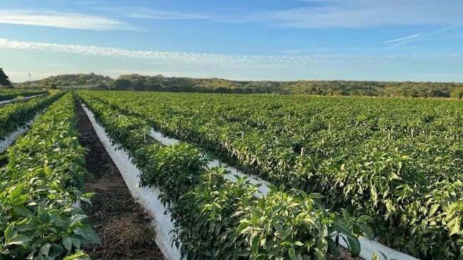campo mexicano en crisis (1)