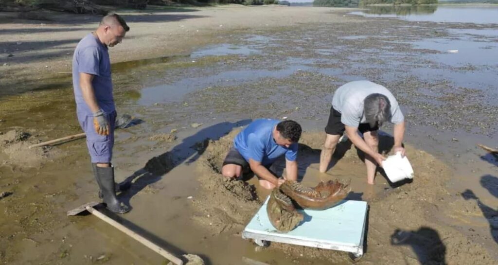 descubren restos de mamut (1)