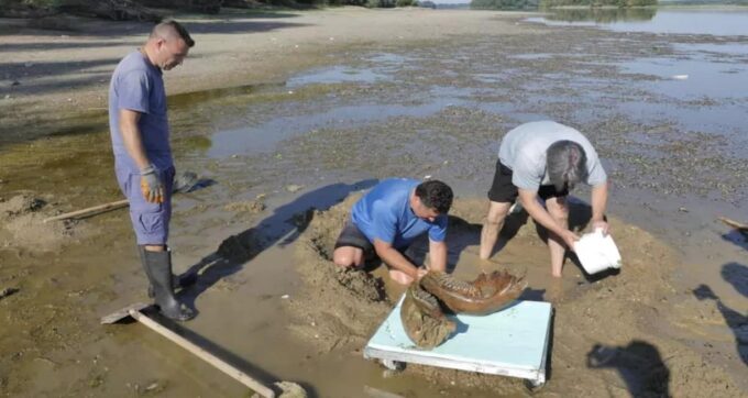 descubren restos de mamut (1)