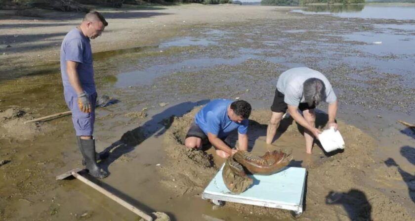 descubren restos de mamut (1)
