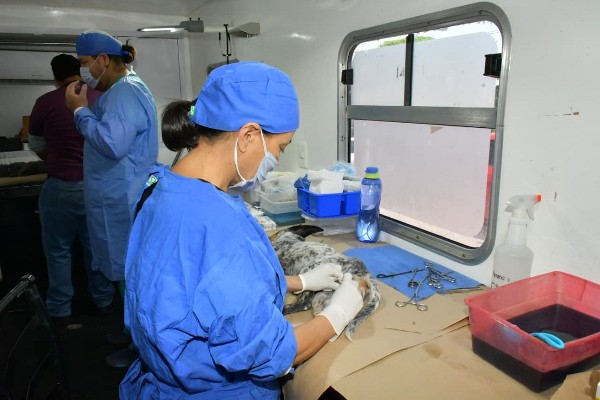 esterilización mascotas,hmo