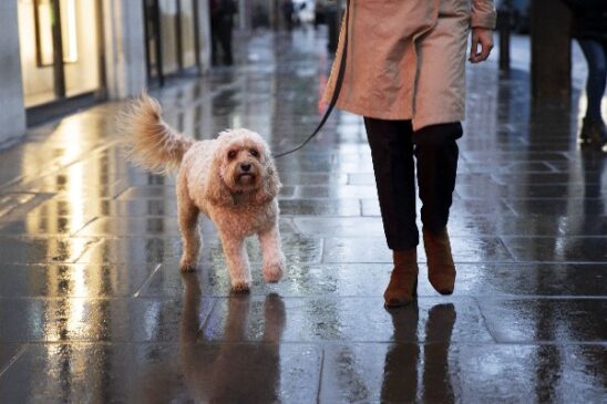 perro en lluvia