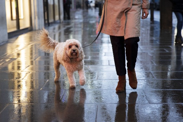 perro en lluvia