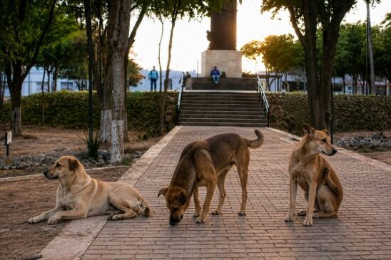 perros calle hmo