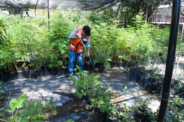 vivero mpal hmo