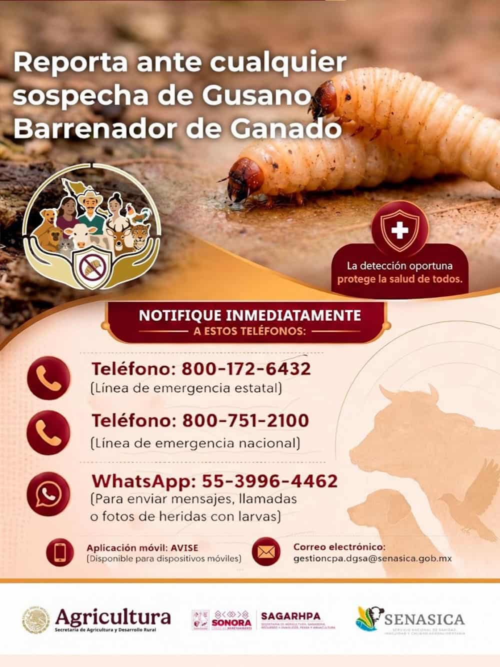 Gobierno de Sonora y Senasica fortalecen medidas de prevención ante el gusano barrenador (1)