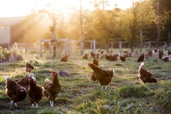 Los huevos ecológicos emiten el doble de CO2 que los de gallinas enjauladas