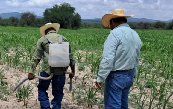 Más de 1.1 millones de indígenas y afromexicanos reciben apoyos de Producción para el Bienestar