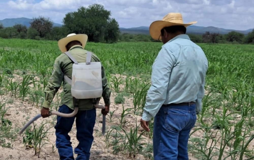 Más de 1.1 millones de indígenas y afromexicanos reciben apoyos de Producción para el Bienestar