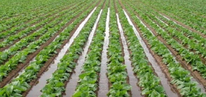 agricultores sinaloa (1)