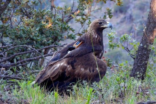 aguila real