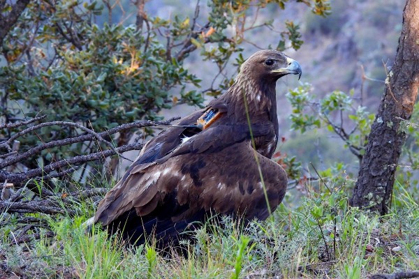 aguila real