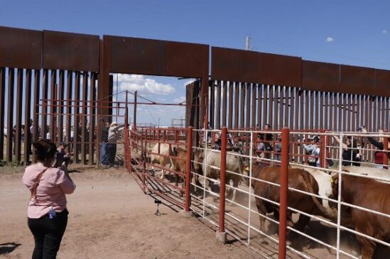 cruce ganado sonora a usa