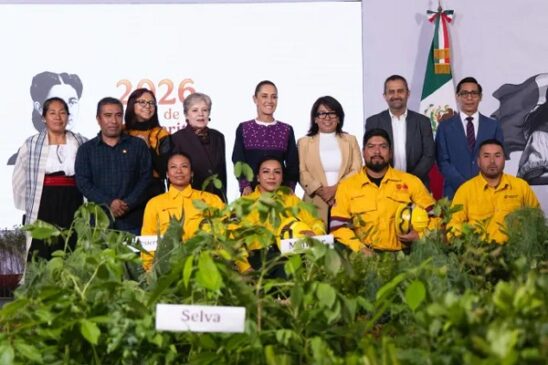 csp reforestación