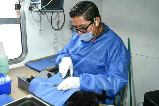 esterilización gato
