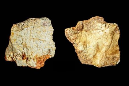 Hallan en España resto de  fósil craneal de 200 mil años