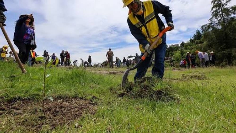 una gran jornada de reforestación el domingo 9 de agosto 2026 (1)