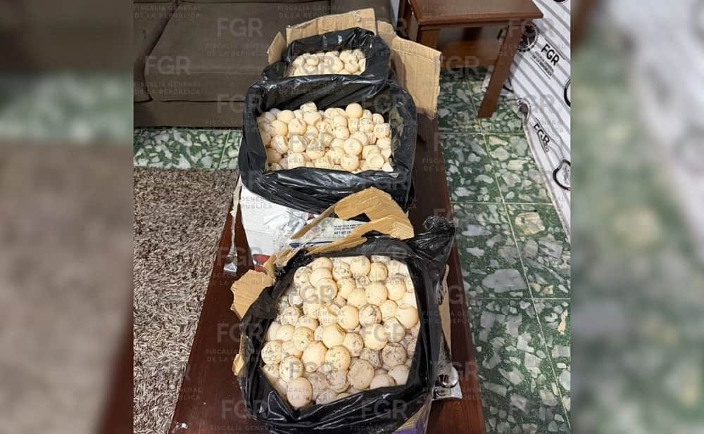 Huevos de Tortuga (1)
