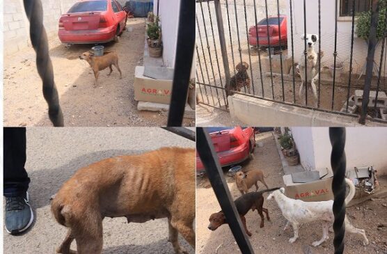 caninos