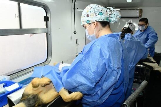 esterilizacion hmo