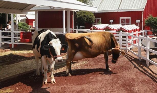 exportación de ganado a Estados Unidos (1)